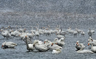 2月荣成冰雪天鹅摄影团 与大天鹅一起过大年