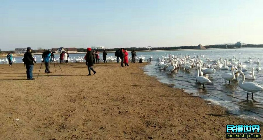 荣成烟墩角大天鹅摄影团活动花絮