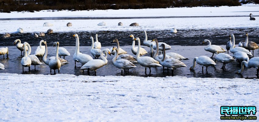 荣成烟墩角大天鹅摄影团活动花絮