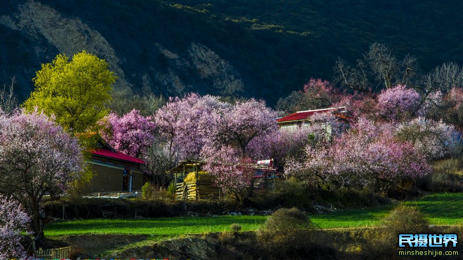 6月318川藏摄影团-色达-丹巴-新都桥-梅里雪山-波密-林芝-西藏摄影团