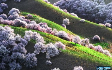 新疆杏花沟旅游攻略 - 如何挑选合适的旅行社或摄影旅游机构？