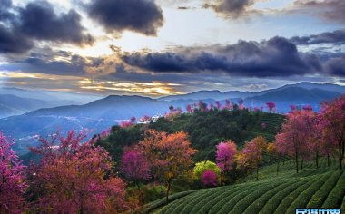 云南无量山樱花摄影团_无量山冬樱花谷最佳时间