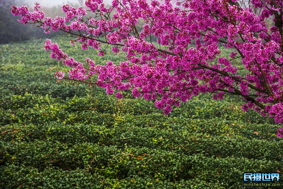 无量山樱花谷旅游攻略