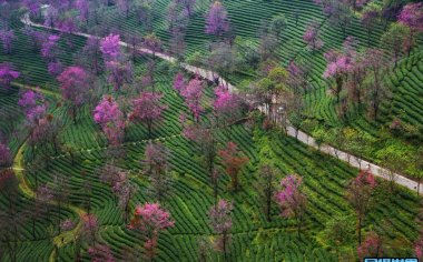 无量山樱花谷旅游攻略：邂逅梦幻仙境，畅享自然之美