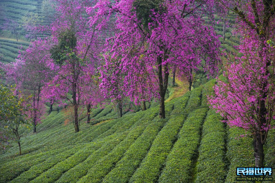 无量山樱花谷旅游攻略