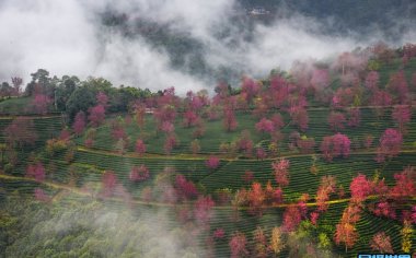 2024 冬日无量山樱花谷游玩攻略：邂逅遗世独立的粉色桃源