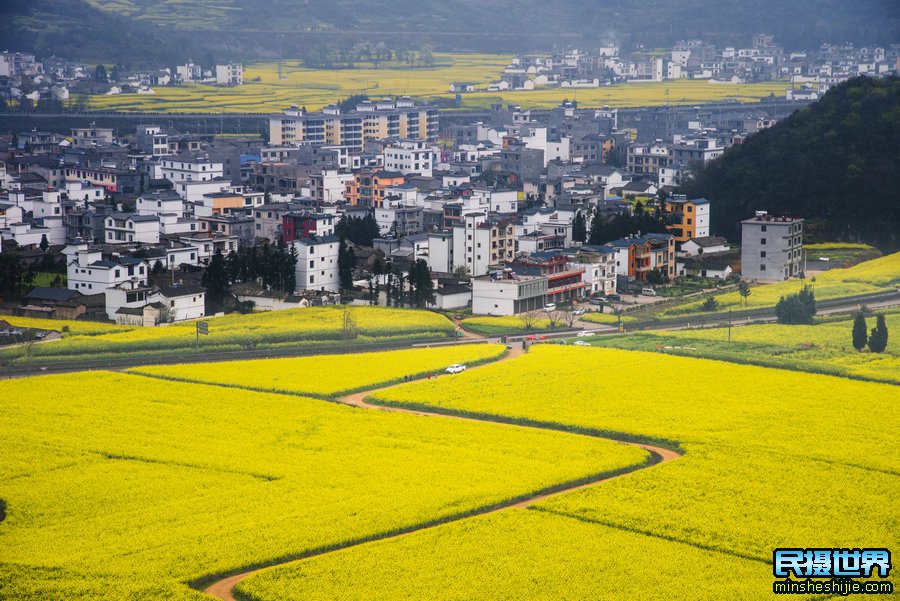 元阳梯田摄影团之罗平油菜花摄影技巧