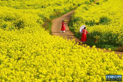 婺源油菜花摄影团-十里画廊-土楼群-石潭-卢村-宏村-塔川-江岭-篁岭晒秋摄影团